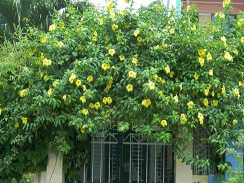 Cổng hoa v&agrave;ng